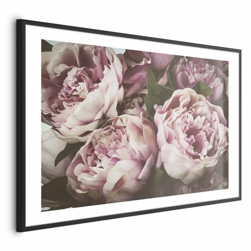 Poster - Pink Peonies - 19