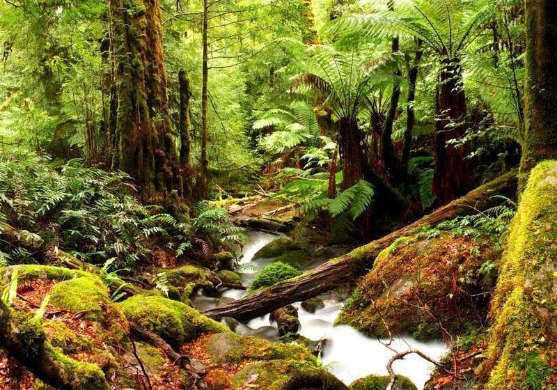 Fotomurale  Forest Brook - 6