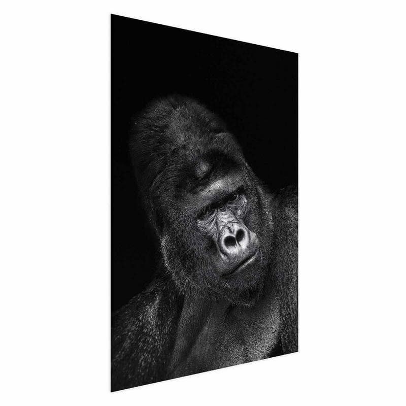 Poster - Gorilla - 15