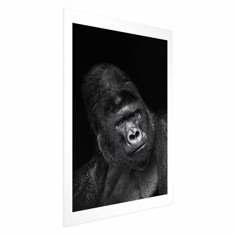 Poster - Gorilla - 6