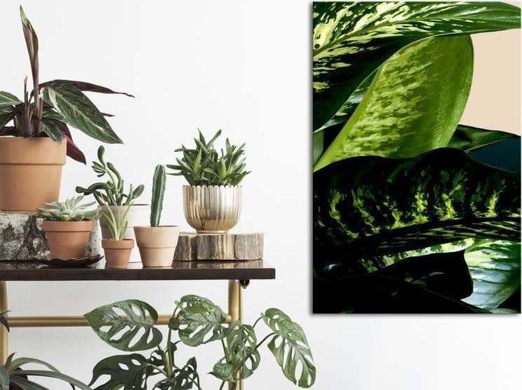 Quadro - Dieffenbachia (1 Part) Vertical - 2