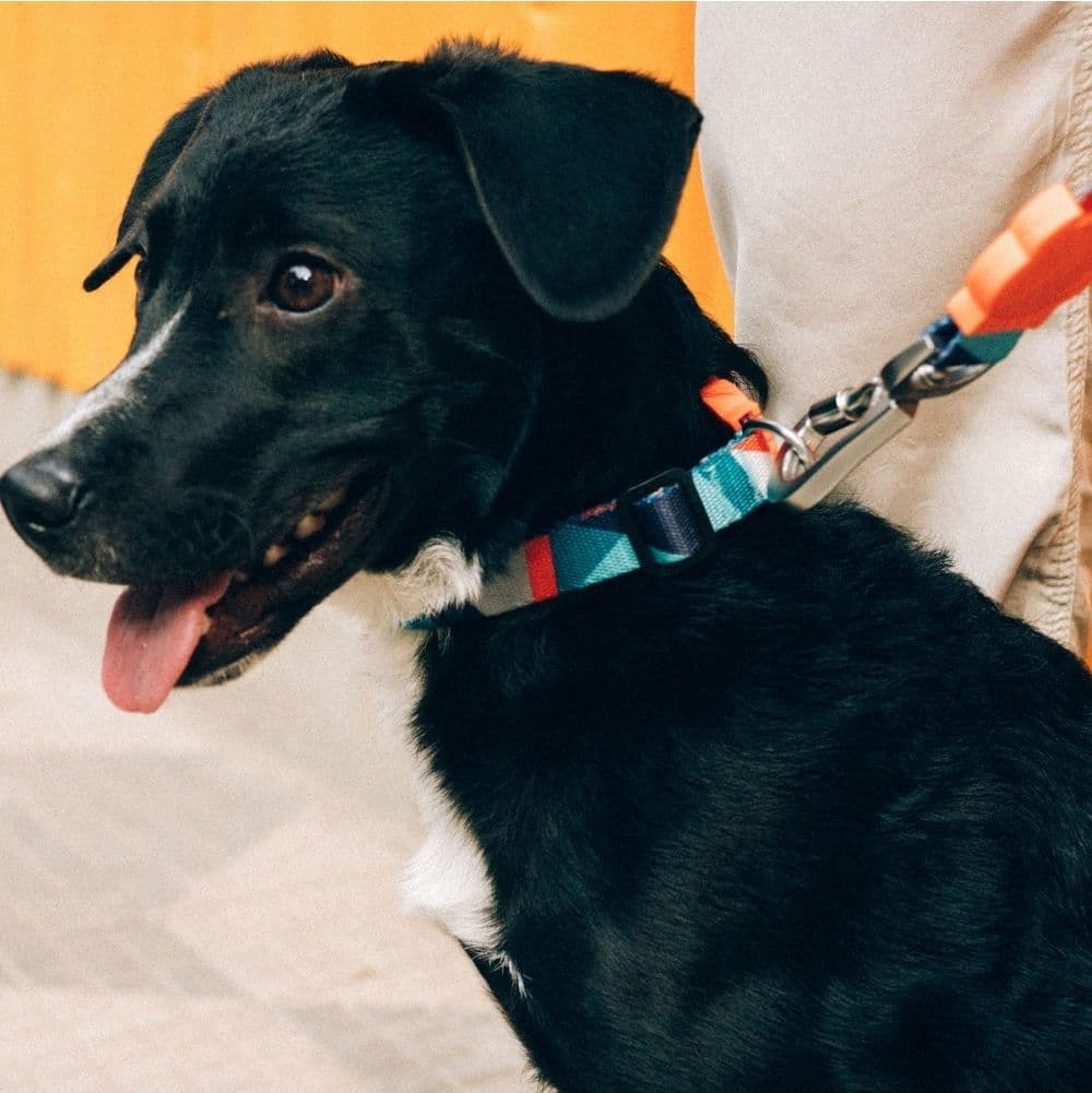 Collare Zeedog Ella per Cani - 4
