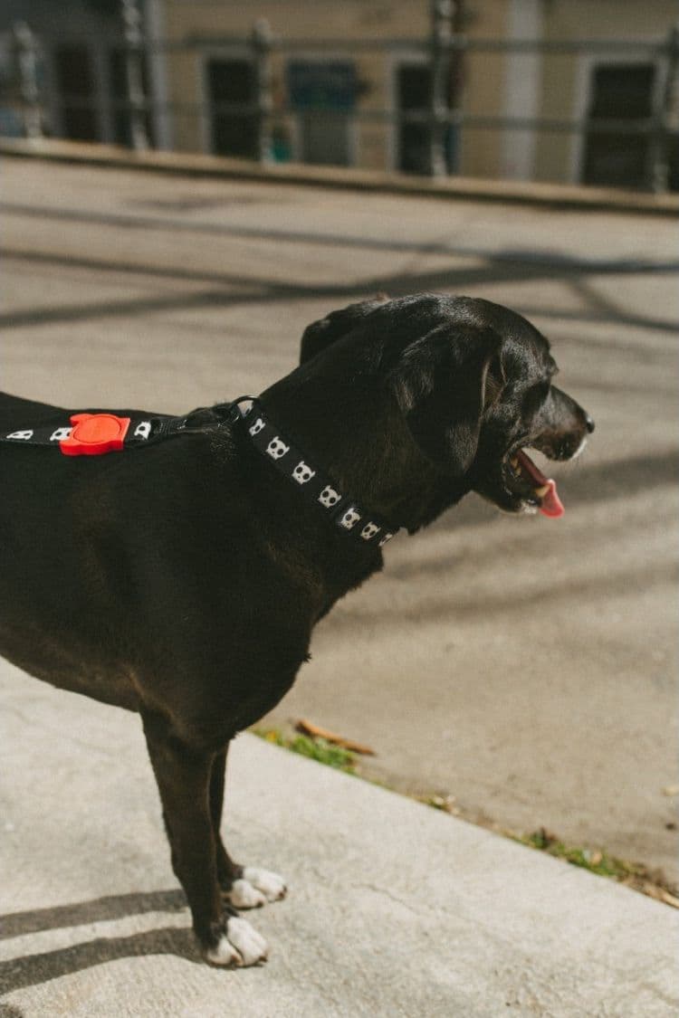 Collare Zeedog Skull per Cani - 4