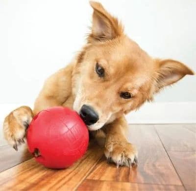 Kong Biscuit Ball Gioco Interattivo per Cani - 3