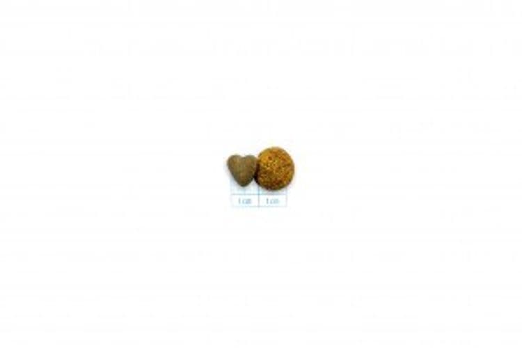 Forza 10 Active Vet Diet  Urinary gatto - 4