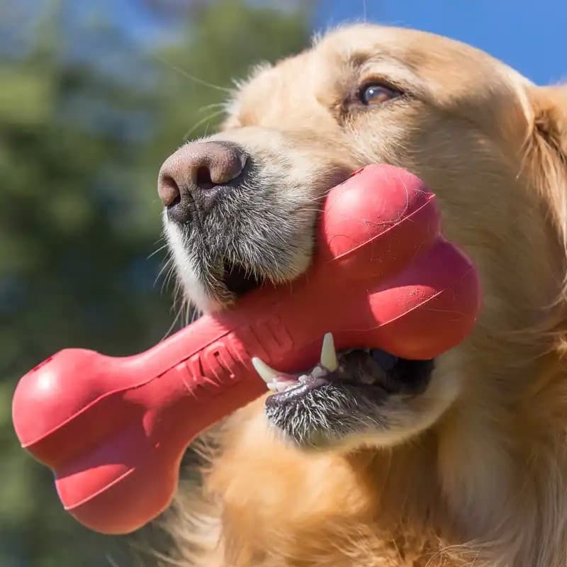 Kong Osso Gioco Interattivo per Cani - 5