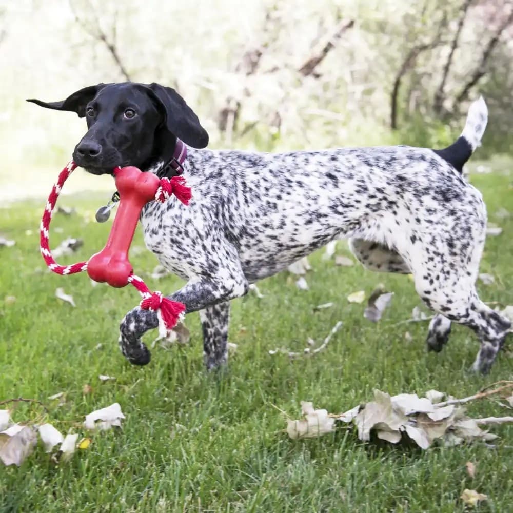 Kong Osso con Corda Gioco Interattivo per Cani - 3
