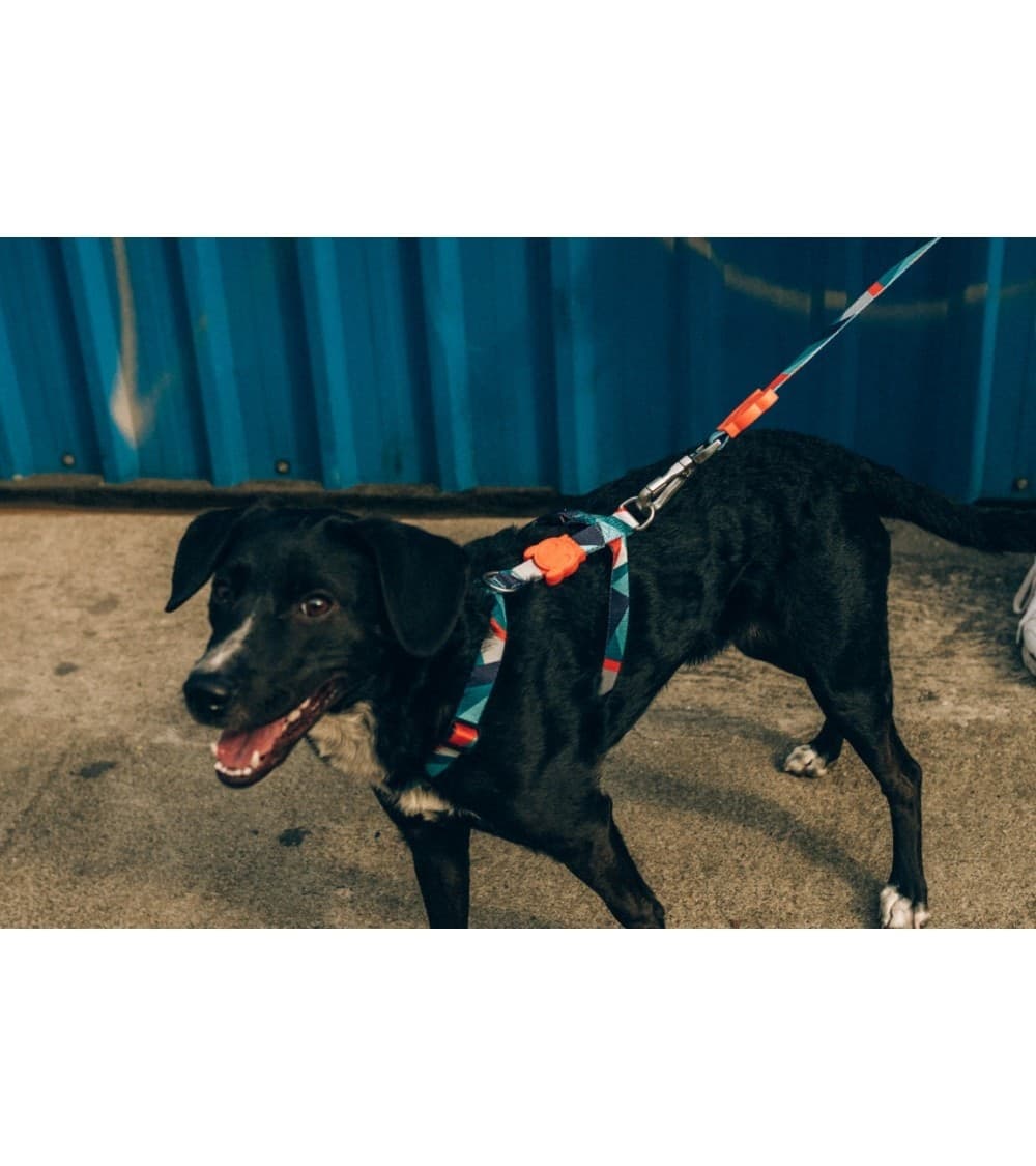 Pettorina ad H Zeedog Ella per Cani - 4