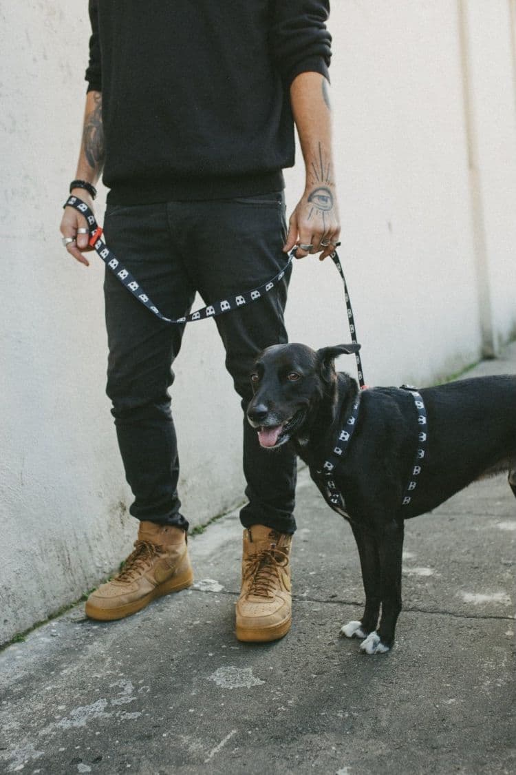 Guinzaglio Zeedog Skull per Cani - 5