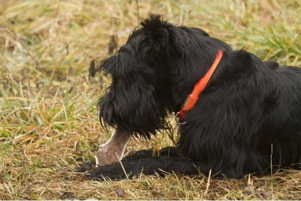 Corna di cervo a metà per cani da masticare - 3