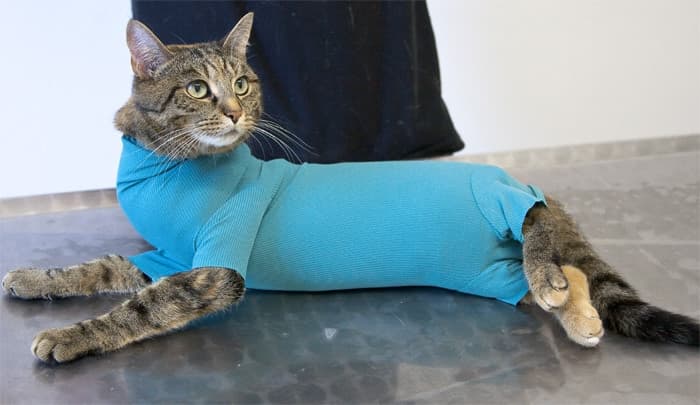 Body Veterinario per Gatti - 2