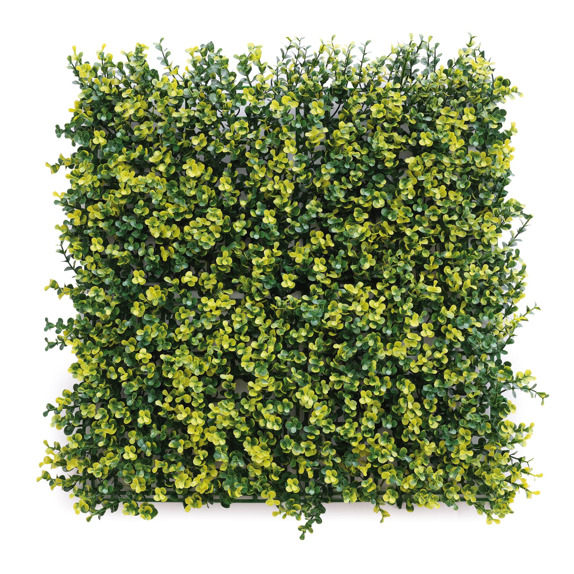 Siepe Artificiale da Parete Mod. Bosso Cm 50 x 50 Confine - 2