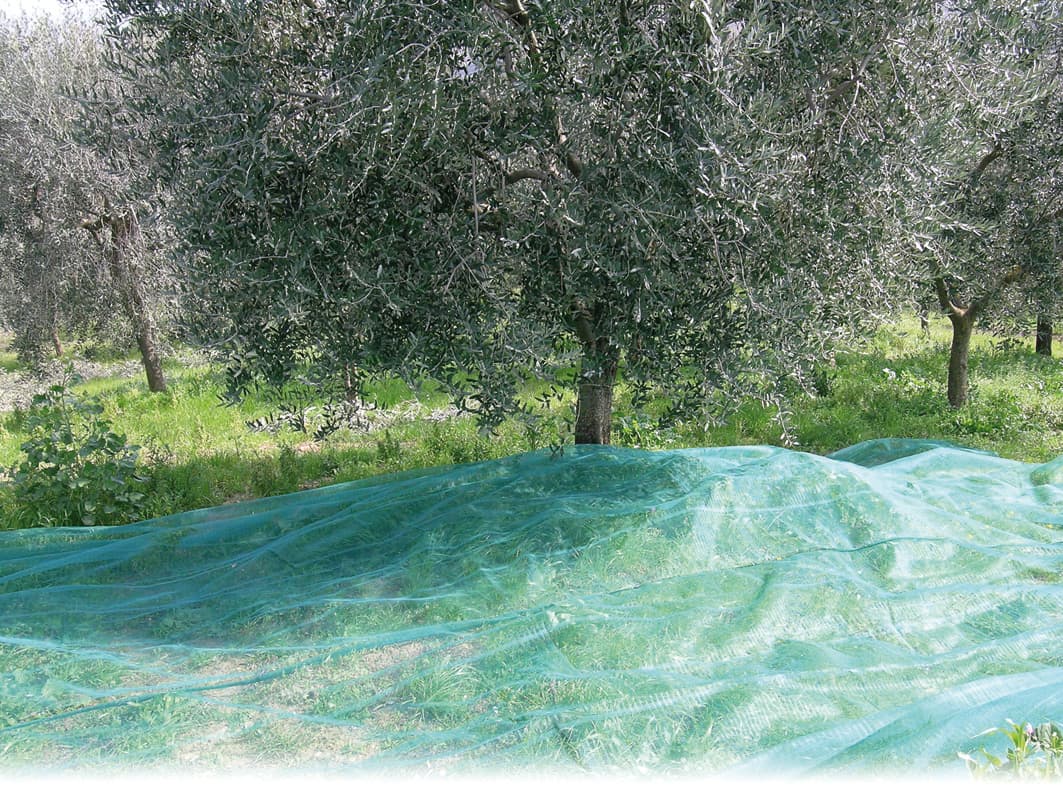 Rete per Olive Antispine Rotolo M 4 x 100 Confine - 2