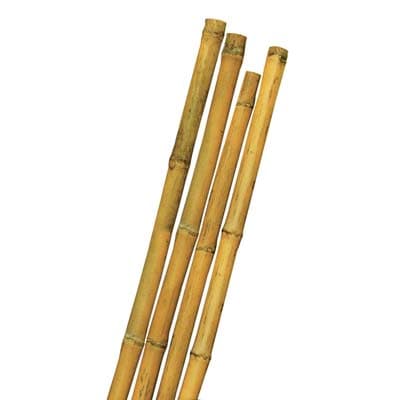 Tutore Canna Bamboo Mm Max 24 H 240 cm 25 Pezzi - 2