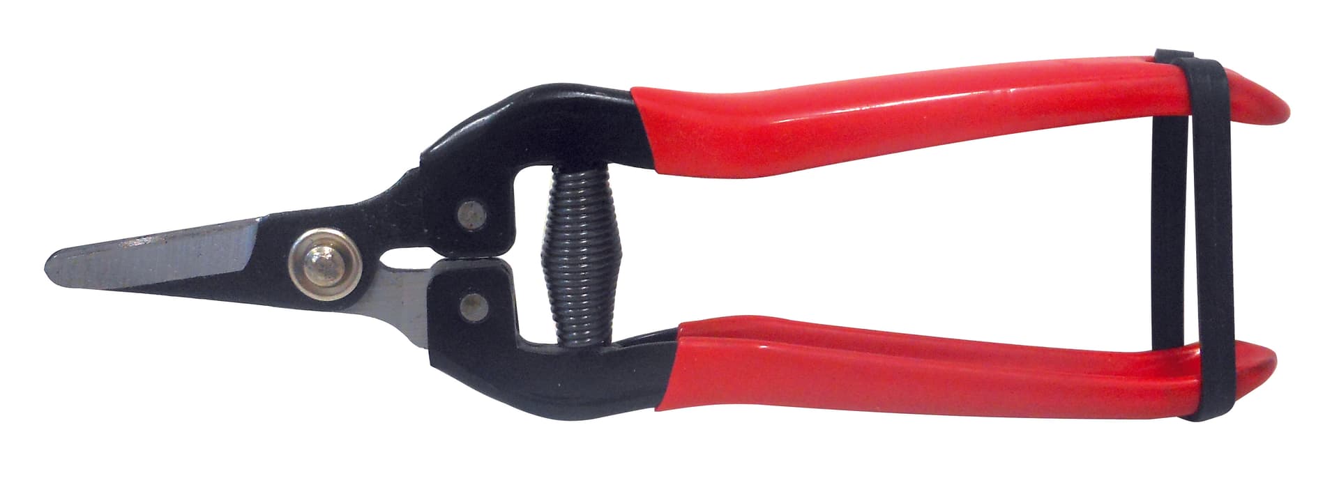 Forbici Cogliuva Lama Curva Cm 16 10 Pezzi Utilia - 2