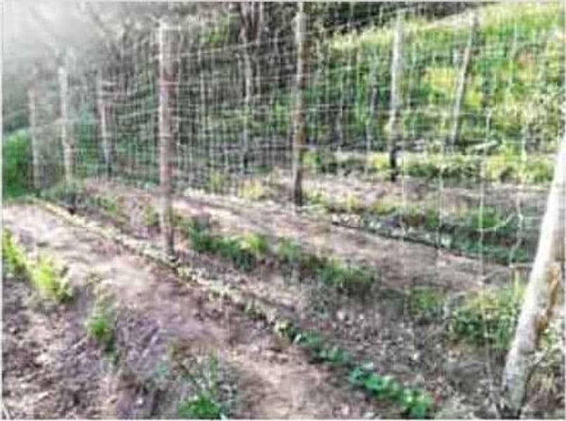 Rete per Rampicanti Ideal Star 1,5 x 50 m Colore Bianca - 2