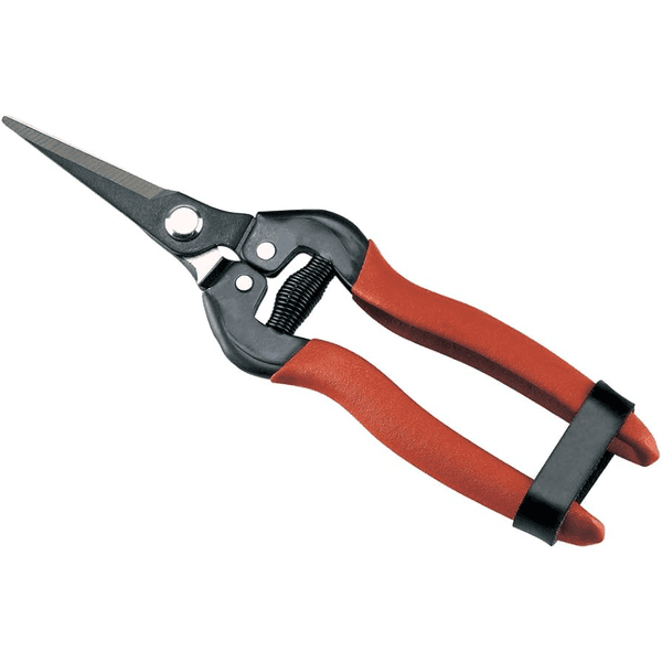 Forbici per Agrumi 16 Ausonia 16 cm - 2