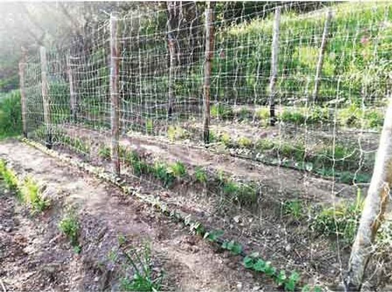 Rete Rampicante Ideal Star 1,7 x 10 m Colore Bianco - 2