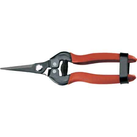 Forbici Coglifrutta e Ortaggi Ausonia 19 cm - 2