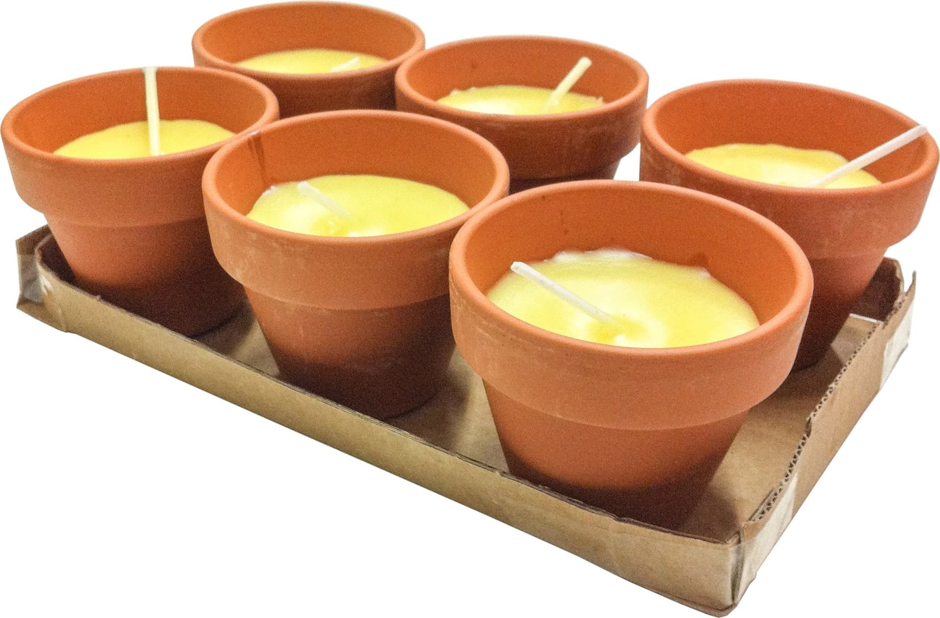 Citronella in Coccio Pollicino 7XH6 Cm 24 Confezione 6 Pezzi - 2