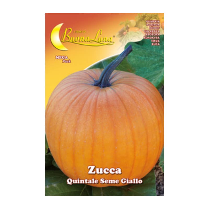 Semi Orto Zucca Quintale Hortus Sementi 10 Pezzi - 2