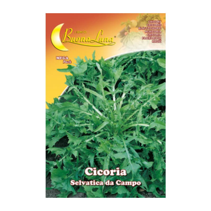 Semi Orto Cicoria Selvatica Hortus Sementi 10 Pezzi - 2