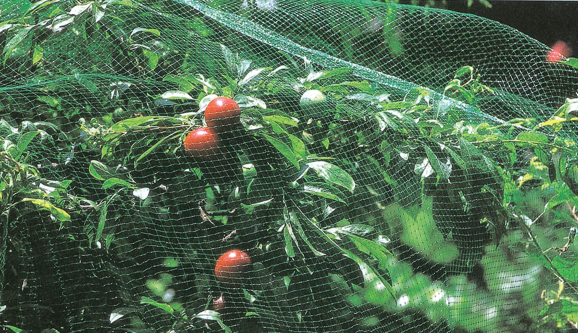 Rete di Protezione Antiuccelli H 2 x 10 m Verde - 2