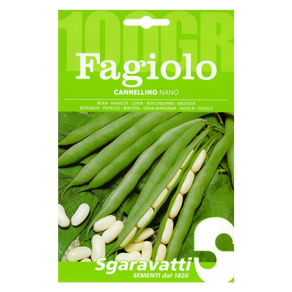 Semi per Fagioli Fagiolo Nano Cannellino Sgaravatti 5 Pezzi 100 Gr