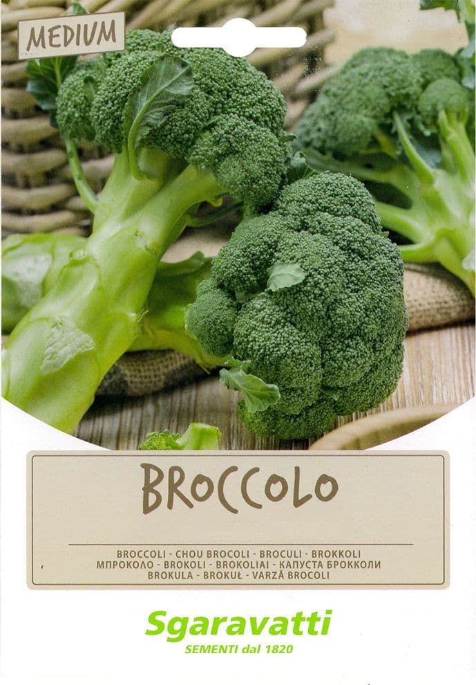 SEMI PER FAVE broccoletto marzatico - gr 100- 20 pezzi  - SGARAVATTI - 2