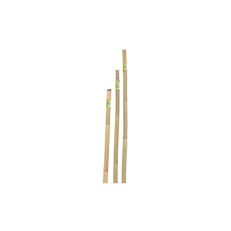 Canna in Bamboo D.22 24 H 180 - 2