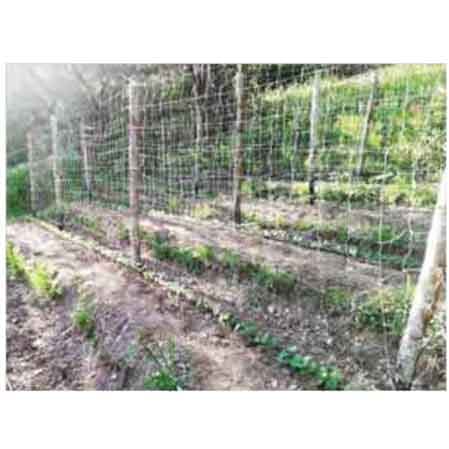 Rete per Rampicanti Ideal Star 1,7 x 50 m Colore Bianca - 2