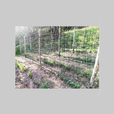 Rete per Rampicanti Ideal Star 2 x 50 m Colore Bianca - 2
