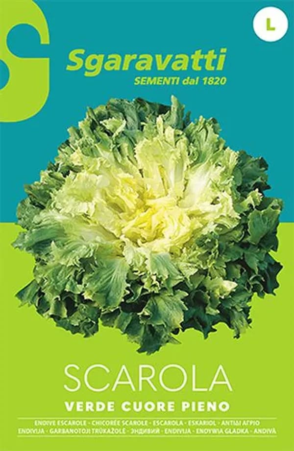 SEMI PER ORTAGGI E VEGETALI scarola verde cuore pieno- 20 pezzi  - SGARAVATTI - 3