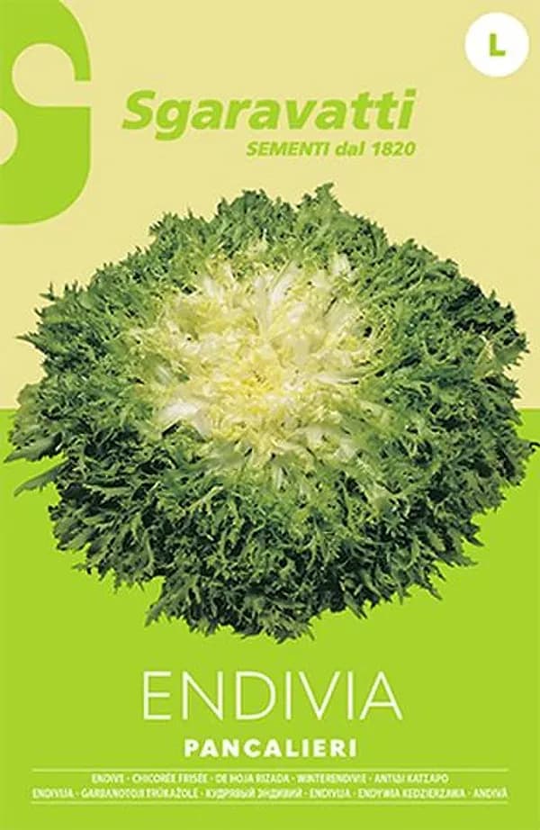 SEMI PER ORTAGGI E VEGETALI endivia riccia Pancalieri- 20 pezzi  - SGARAVATTI - 3
