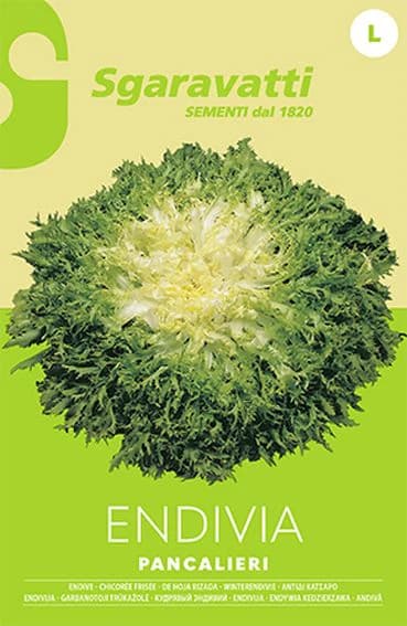 Semi per Ortaggi e Vegetali Endivia Riccia Pancalieri Sgaravatti 20 Pezzi - 3