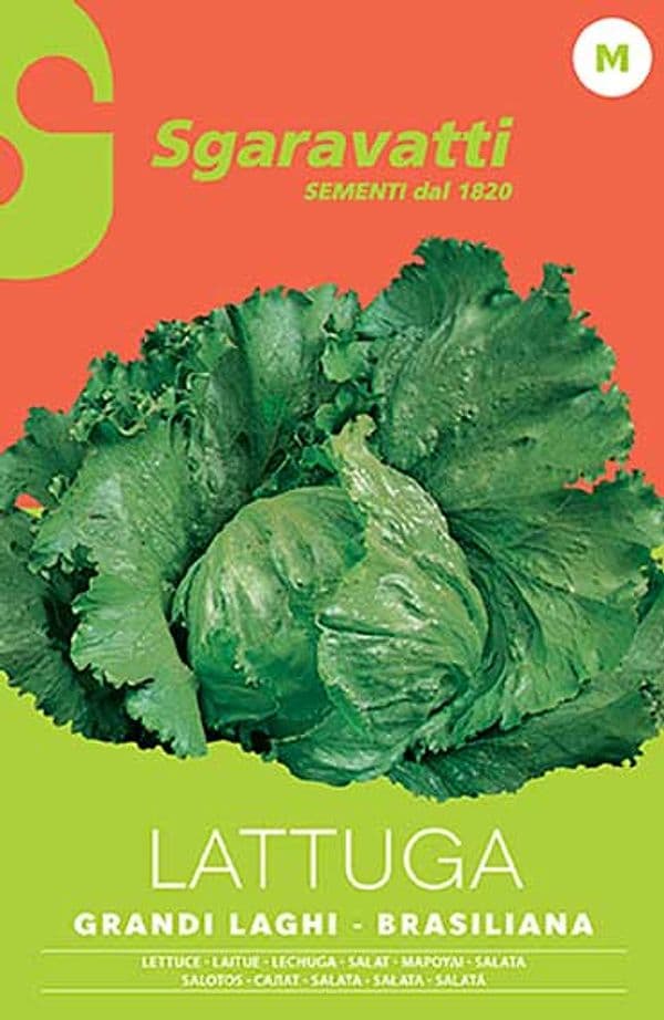 SEMI PER ORTAGGI E VEGETALI lattuga grandi laghi - brasiliana- 20 pezzi  - SGARAVATTI - 3