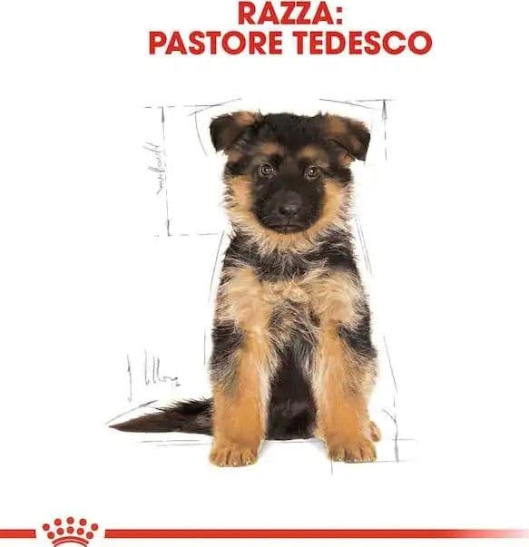 Royal Canin Pastore Tedesco Puppy Croccantini per Cani Cuccioli - 5