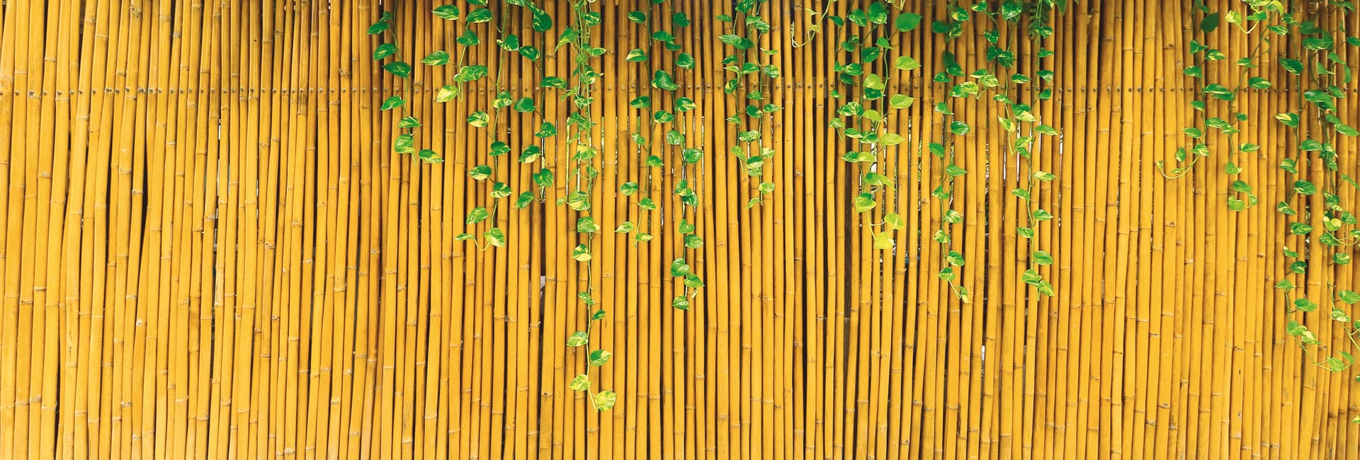 Top Quality Arelle in Canna di Bambù Ø Mm 15 cm 100 x 300 Utilia - 2