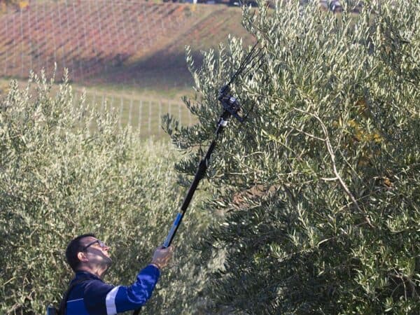 Abbacchiatore per Olive Elettrico Cardinale - 3
