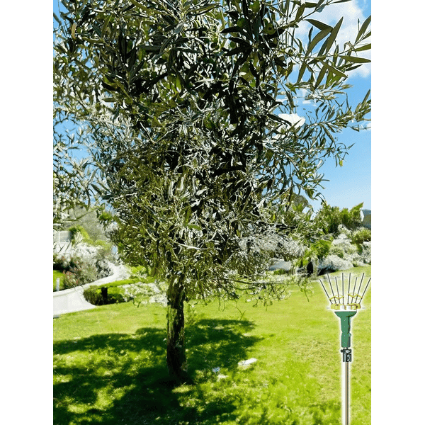 Abbacchiatore a Batteria Adrian 12 V Sbaraglia - 3