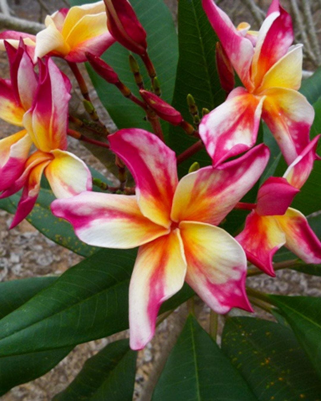 Plumeria "Dragon tears" gialla-bianca-rossa (Frangipani, Pomelia) - 4