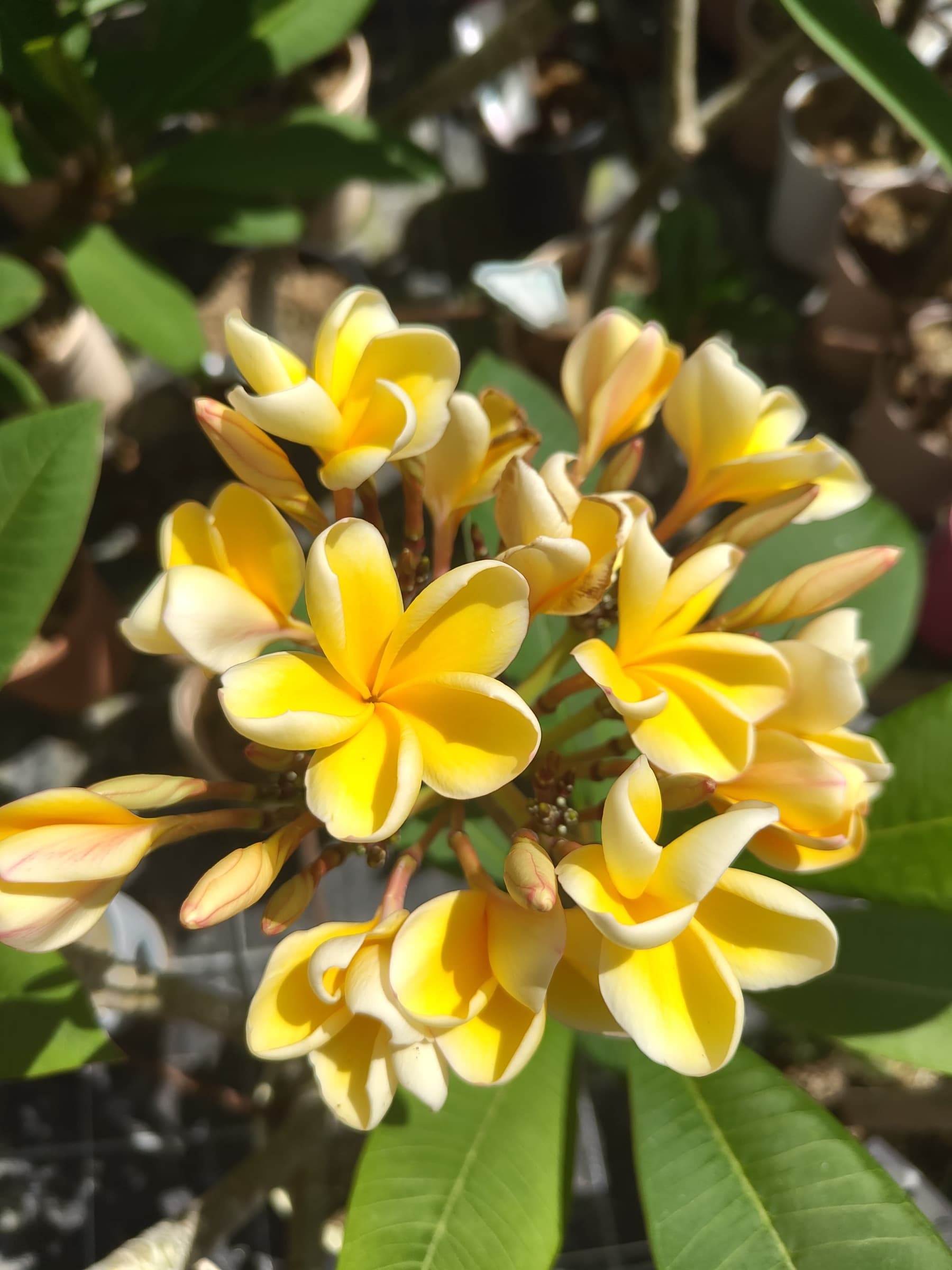 Plumeria "Panitta's Yellow" gialla (Frangipani, Pomelia) - 4