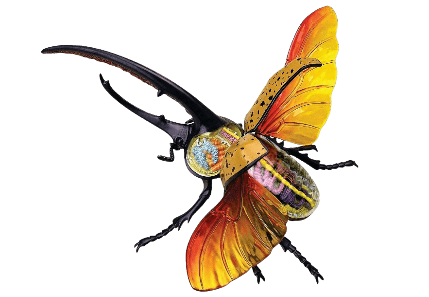 Modello Anatomico 4D Hercules Beetle - 2