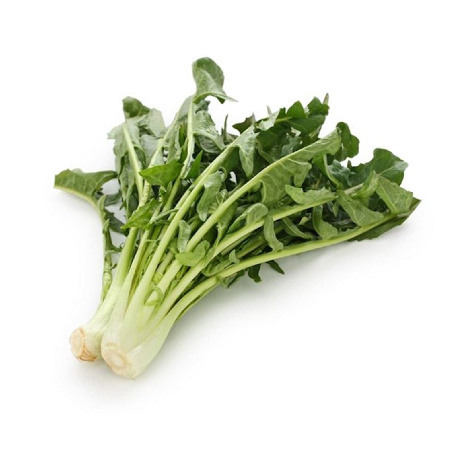 Semi di Cicoria Catalogna per cicoriella piante per orto e giardino