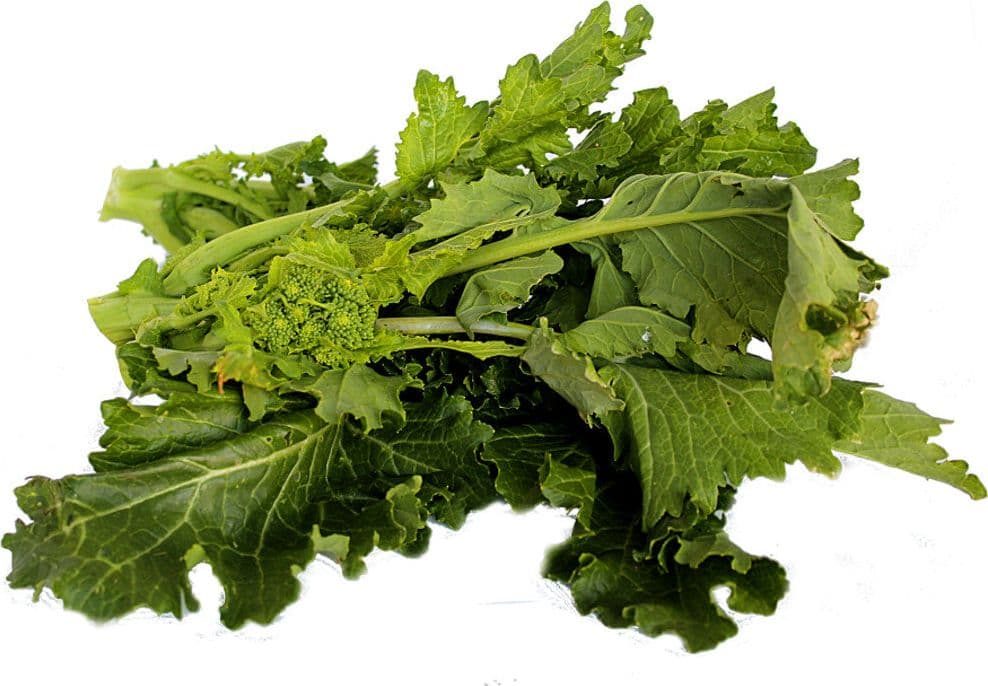 Semi di cima di Rapa "Leccese sessantina cima grossa" piante per orto e giardino