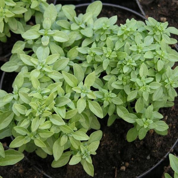 Semi di basilico "Fine verde" piante per orto e giardino - 2