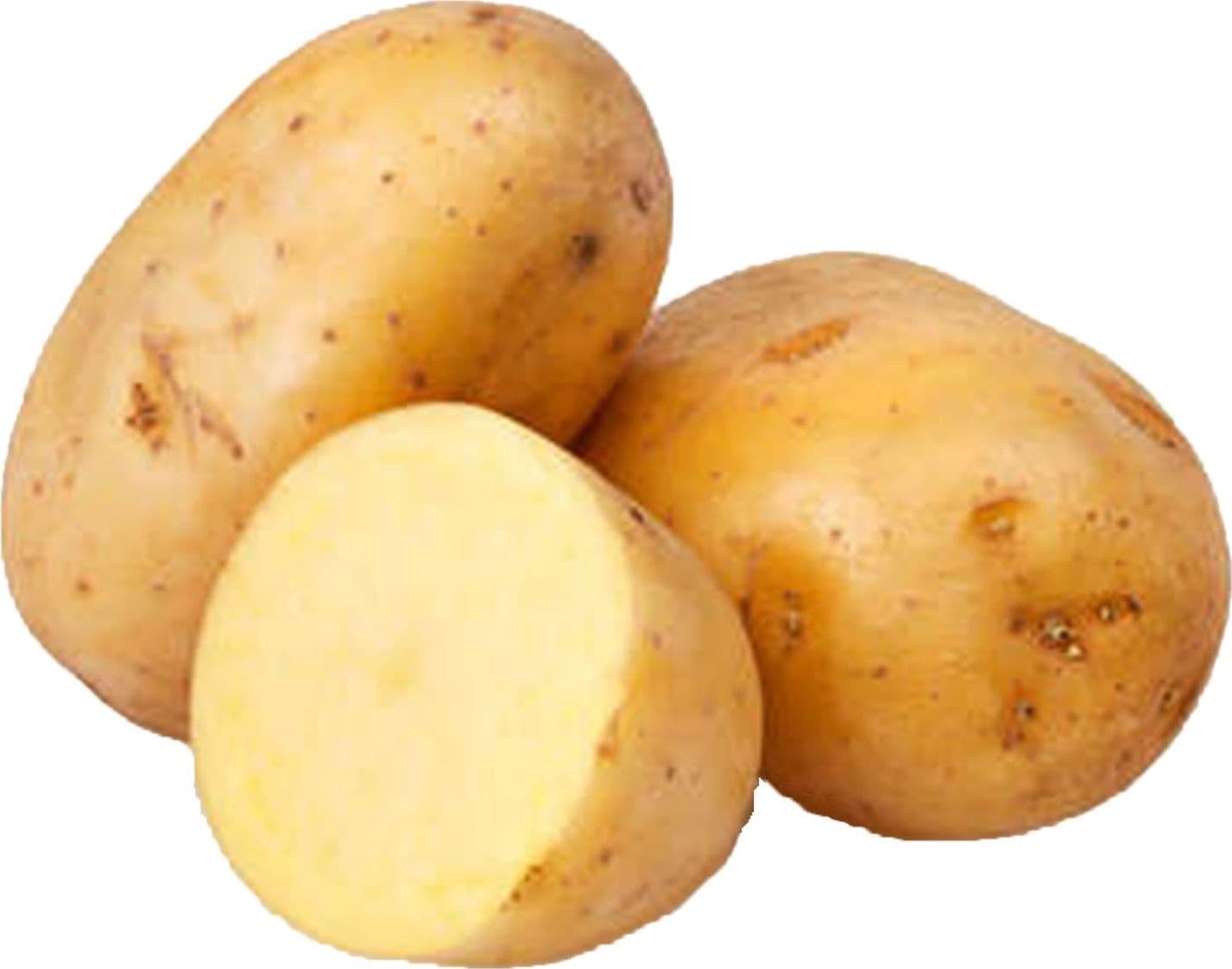 Patate da seme olandesi ad alto rendimento riproduttivo 25 kg - 7