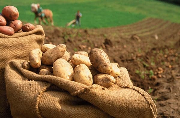 Patate da seme olandesi ad alto rendimento riproduttivo 25 kg - 3