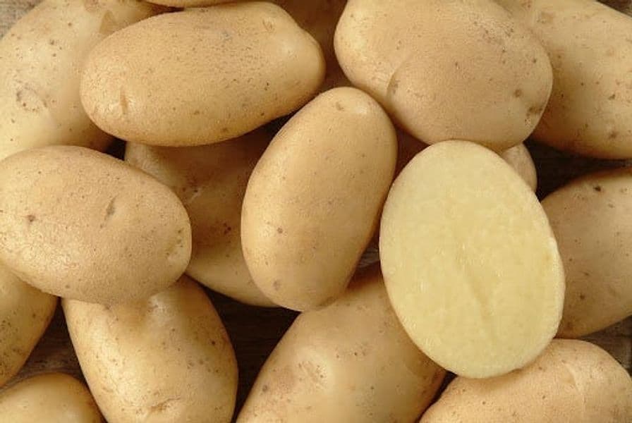 Patate da seme olandesi ad alto rendimento riproduttivo 25 kg - 4