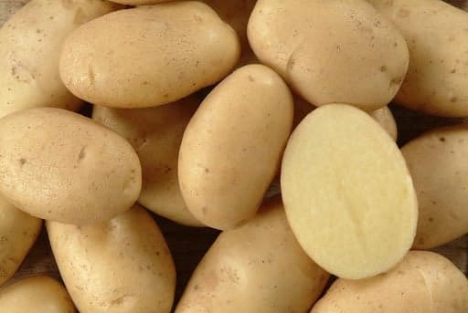 Patate da seme olandesi ad alto rendimento riproduttivo 25 kg - 4